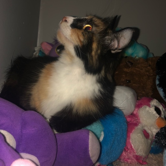 Meet your Posher, Briannah - Picture 1 of 1